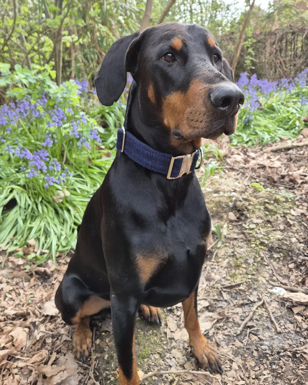 Blue, Orange and Grey Multi Check Dog Collar