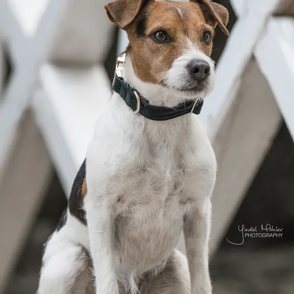 Dog Collar Corduroy