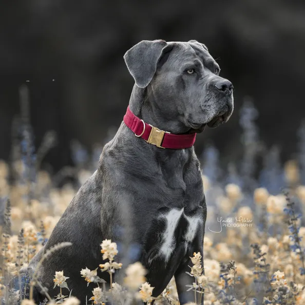 Dog Collar Corduroy