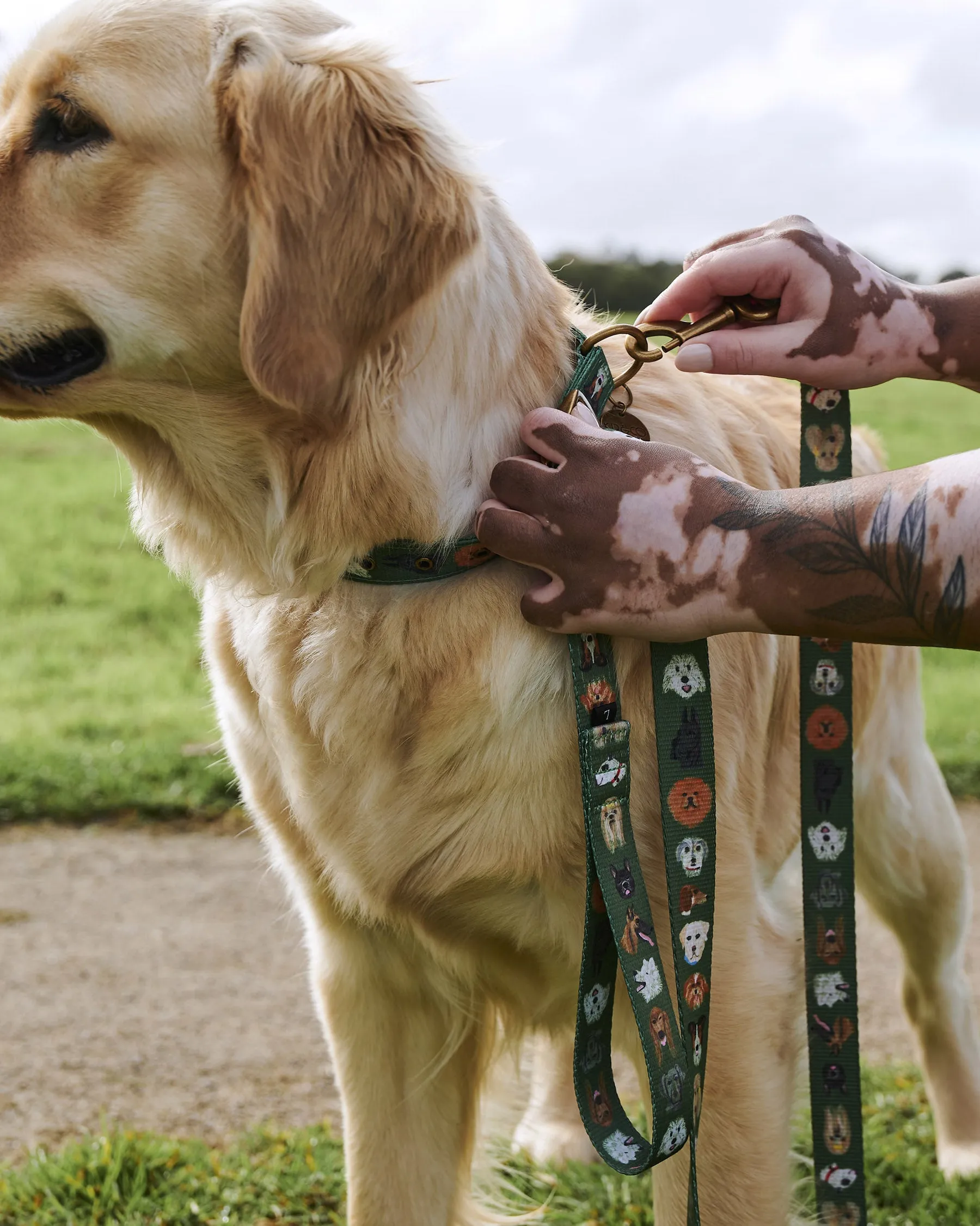 Dog Park Dog Collar